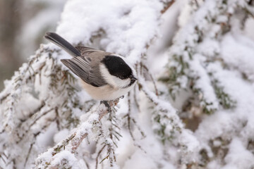 Adorable small willow tit, Poecile montanus, on a snowy branch of spruce on cold winter day in Northern Finland	