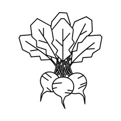 Line drawing of fresh beets with green leaves on a white background