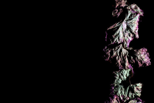 Hojas de parra secas de colores verdes y rojos en lateral derecho de la foto, con fondo oscuro