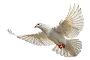 Fototapeta premium White Dove in Flight with Extended Wings on Minimal Background for Peace and Freedom Concept Design Transparent PNG