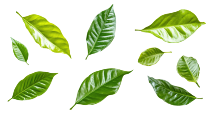 Green Coffee Leaves Collection isolated on a transparent background