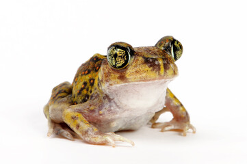 Couch's spadefoot toad // Südlicher Schaufelfuß (Scaphiopus couchii) 