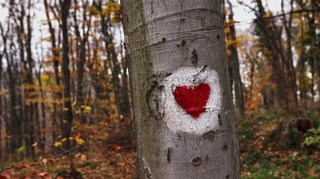 Red heart trail marker on the forest tree.