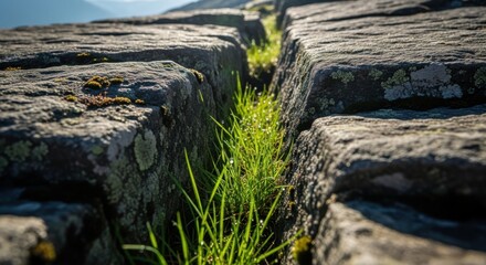 Close-up of grass growing between weathered rocks showing resilience and natural beauty