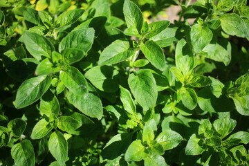 Lebiodka pospolita Origanum vulgare oregano