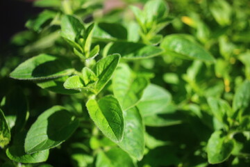 Lebiodka pospolita Origanum vulgare oregano