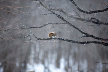 Squirrel eating maple sugar