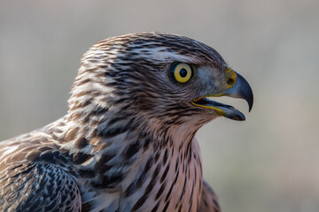 Fototapeta premium A hawk is a bird of prey from the family Accipitridae.