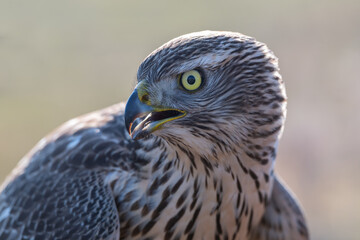 A hawk is a bird of prey from the family Accipitridae.