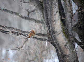 Fototapeta premium Squirrel eating maple sugar