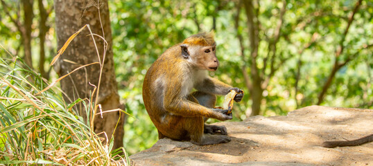 A monkey sits in the jungle and eats a banana. A wildlife scene with wild animals.