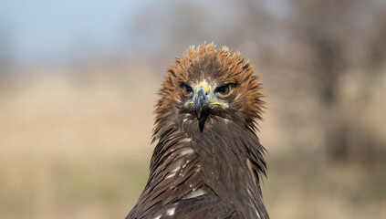 A large portrait of a golden eagle