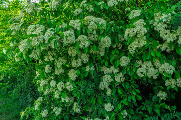 Lush green flowering shrub covered in clusters of small white blossoms, set in a natural outdoor environment. 