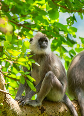 Gray hanuman langurs on a tree. Monkeys in the wild in the jungles of Sri Lanka. Troop of monkeys on trees. Wildlife scene with wild animals.