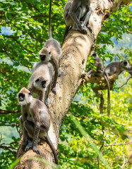 Gray hanuman langurs on a tree. Monkeys in the wild in the jungles of Sri Lanka. Troop of monkeys on trees. Wildlife scene with wild animals.