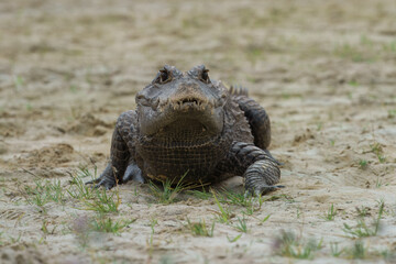 The dwarf crocodile (Osteolaemus tetraspis), also known as the African dwarf crocodile, broad-snouted crocodile or bony crocodile