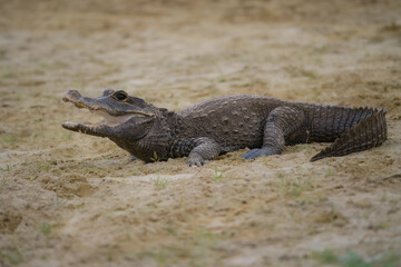 The dwarf crocodile (Osteolaemus tetraspis), also known as the African dwarf crocodile, broad-snouted crocodile or bony crocodile