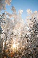 Sun light through snow covered trees