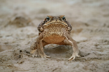The cane toad (Rhinella marina), also known as the giant neotropical toad or marine toad, is a large, terrestrial true toad native to South and mainland Central America
