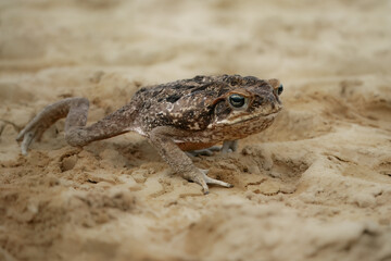 The cane toad (Rhinella marina), also known as the giant neotropical toad or marine toad, is a large, terrestrial true toad native to South and mainland Central America