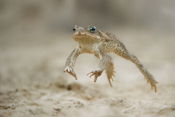 Jumping cane toad (Rhinella marina), also known as the giant neotropical toad or marine toad, is a large, terrestrial true toad native to South and mainland Central America
