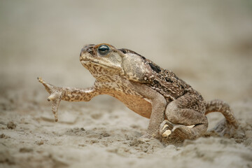 The cane toad (Rhinella marina), also known as the giant neotropical toad or marine toad, is a large, terrestrial true toad native to South and mainland Central America