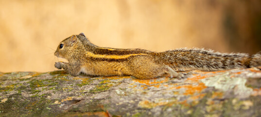 Chipmunk against the backdrop of tropical nature. Chipmunk close-up, running along tree branches.