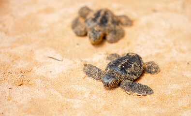 A small baby sea turtle crawls along the sandy shore towards the ocean to survive. The turtle hatched on the island of Sri Lanka. New life, saving the population, the way forward to a new life.
