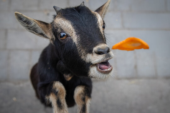 Close-up portrait of a young pygmy goat trying to catch a piece of carrot in front of the camera lens against a grey background.