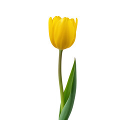 Bright Yellow Tulip Standing Tall Against a White Background in Springtime Display of Beauty