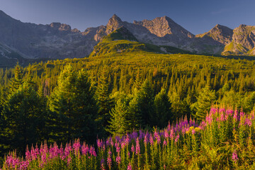 Fototapety na wymiar - Fototapeta24.pl