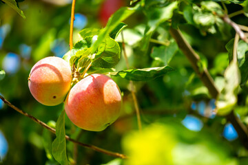 Harvest of apples on a plantation in the garden. Fruit trees with apples. Ripe fruits on the branches of a tree. Gardening in agriculture.