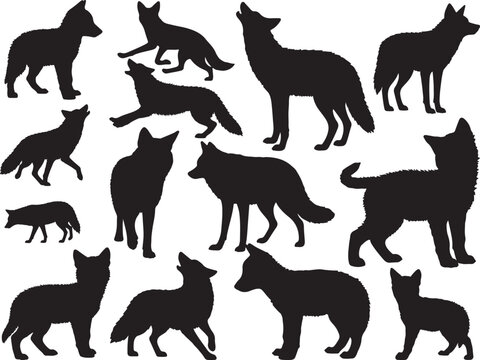 Coyote Silhouette
