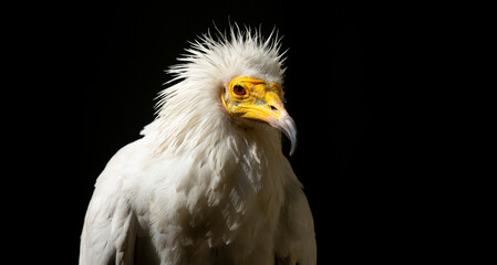 A close-up of a vulture against a black background. A large predator perched on a branch in the wild. African birds.
