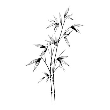 Elegant black and white drawing of bamboo stalks with leaves in a minimalist style on a white background