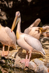 Pink pelecans perch on a rocky coastline. A close-up of a flock of pink pelicans. Waterfowl at their nesting site.