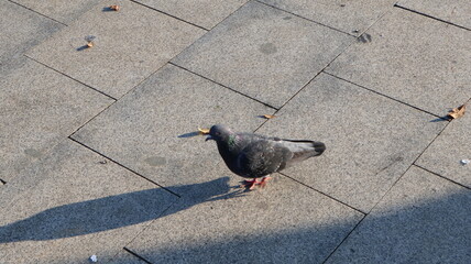 A single pigeon walking on a sunlit pavament with its shadow visible on the ground. Urban wildlife scene in daylight.