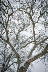 Snow covered tree in winter
