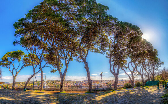 Stone pine trees backlit by the sun in Fethipaşa Grove park, casting long shadows on the path with a view of &Ccedil;amlıca hills. Istanbul, Turkey.

