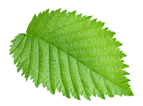 Hazelnut green leaf isolated on transparent background. Hazelnut leaf top view. Leaf PNG. No Ai - Powered by Adobe
