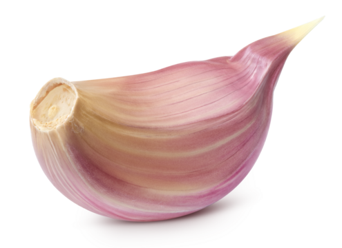 Garlic isolated on transparent background. Clipping PNG. Garlic full macro photo. No AI