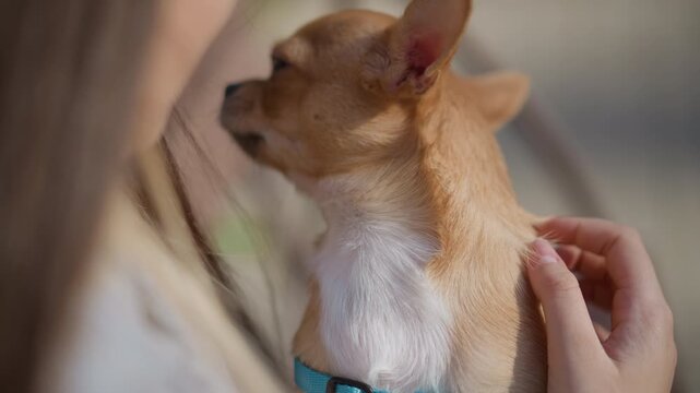 animals relax happily, tiny dog snuggles with owner peacefully, small pet dog unwinds calmly during cuddling time, furry animal finds comfort relaxing during affectionate owner interaction