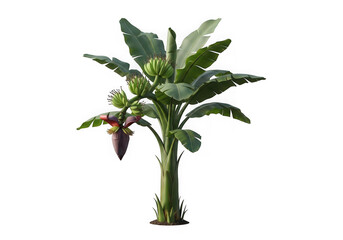 Banana tree with developing fruit and flower isolated on transparent background