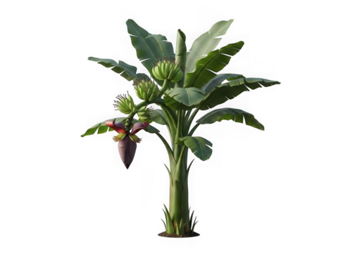 Banana tree with developing fruit and flower isolated on transparent background