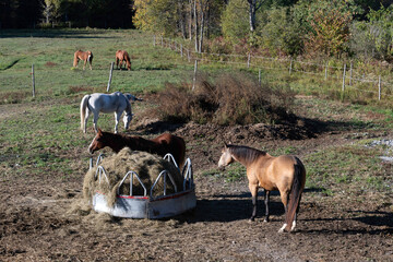 Beautiful horses in a Quebec ranch