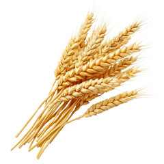 Fototapeta premium Harvested Wheat Stalks Arranged Neatly for Display in a Rustic Kitchen Setting