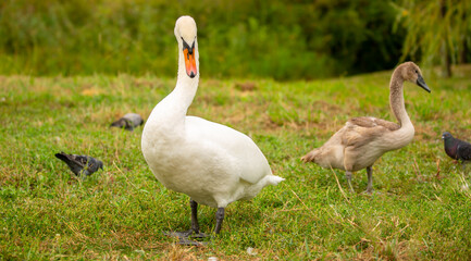 A close-up of a swan walking in a meadow. Nesting waterfowl. A flock of swans strolls across the green grass.