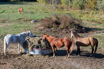 Beautiful horses in a Quebec ranch