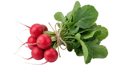 Fresh Radish Bundle: A vibrant collection of fresh, red radishes with their lush green tops, artistically bound with twine. Showcasing the natural beauty and freshness of the harvest