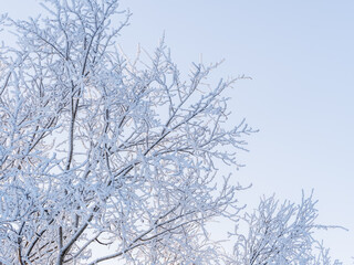 Tree branches in winter covered with snow and frost in snowfall on blue sky background. Frozen tree branches.